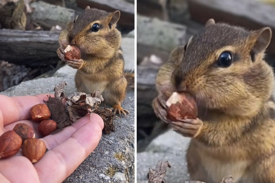 The cute chipmunk stuffs its cheeks in a viral TikTok video.
