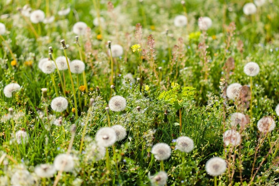 Blumen, Un- und Beikräuter können einiges über die Bodenverhältnisse im Garten aussagen.