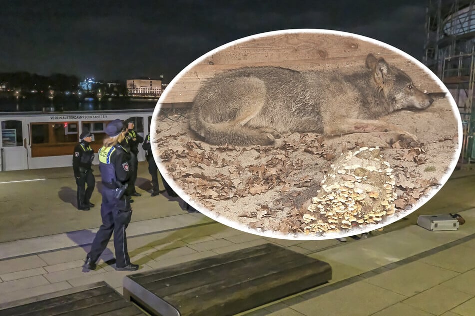 Hamburg: Nach Wolfsattacke in Hamburg: Soll das Tier jetzt getötet werden?