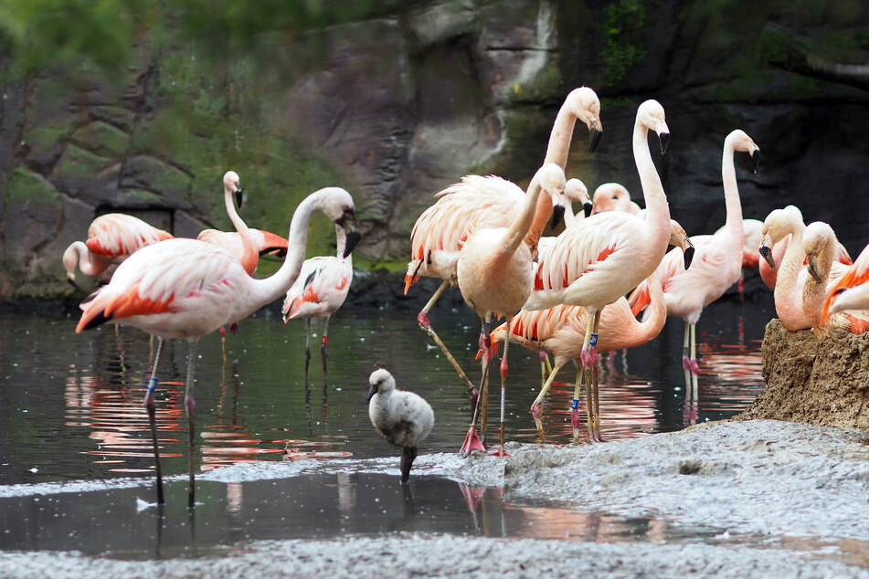 Zwei Flamingobabys sind schon da, weitere sollen bald schlüpfen.