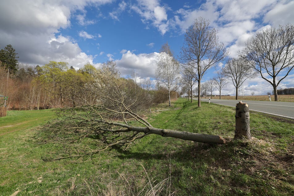 Mehrere Tausend Euro Schaden: Bäume beschädigt und gefällt