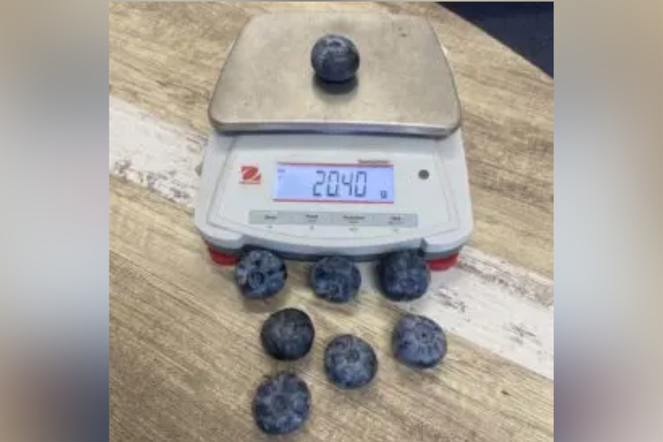 This blueberry weighs an impressive 20.4 grams, or 0.71 ounces.