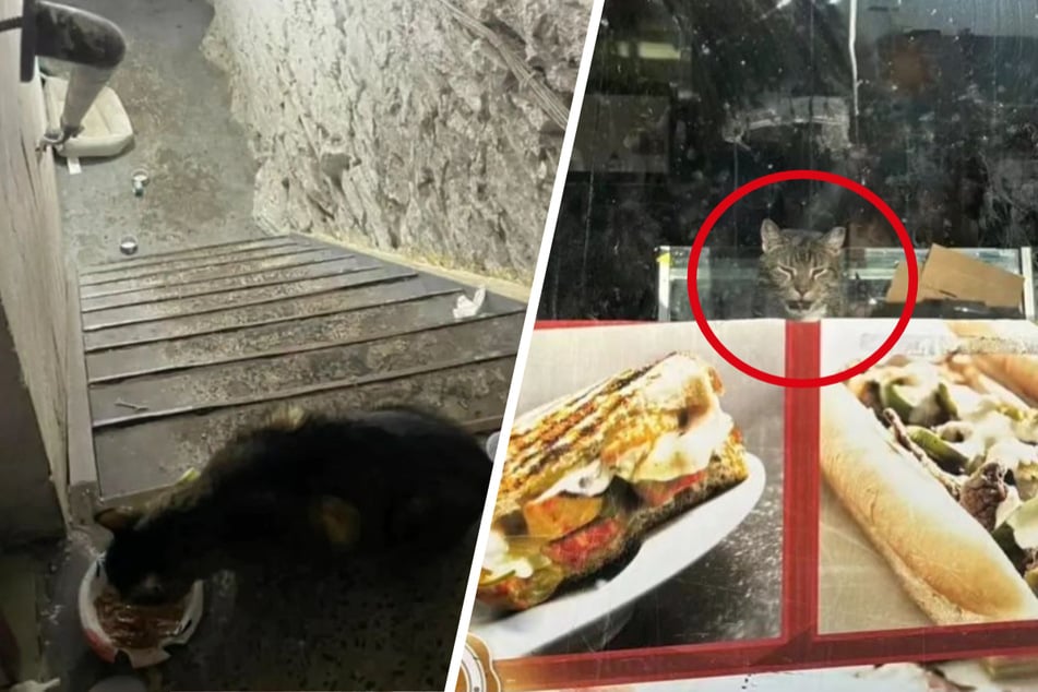 Starving cat freed after spending five weeks abandoned in a closed restaurant!