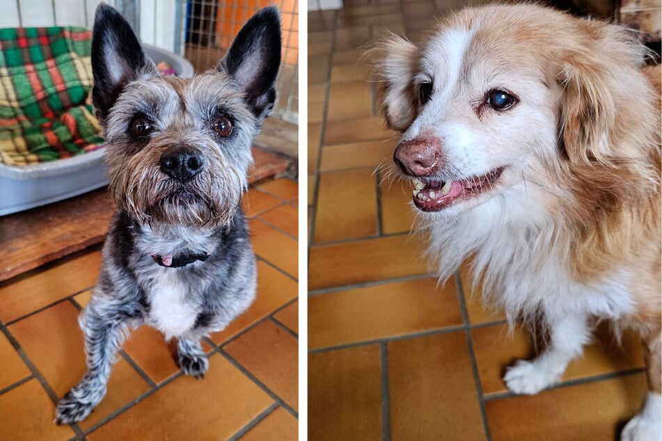 Terrier Enno (6, l.) und Mischling Lucky (15) haben es faustdick hinter den Ohren.