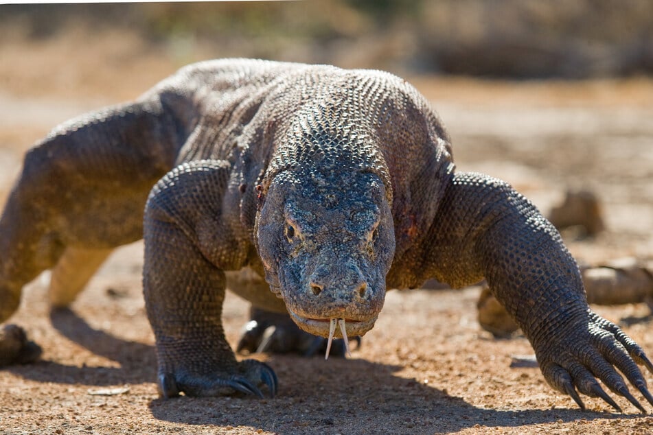 Sieht aus wie der letzte Saurier - ist aber keiner. Ausgewachsene Komodowarane können bis zu drei Meter lang und über 100 Kilo schwer werden.