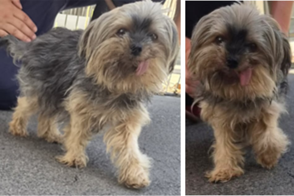 Traurige Tessy verlor ihr Herrchen: Findet die süße Yorkie-Dame noch einmal ihr Glück?