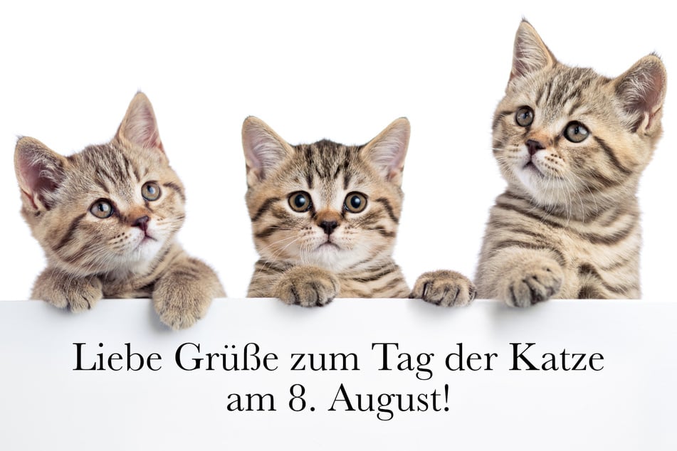 Sende Kollegen, Freunden und Familie liebe Grüße zum Tag der Katze.