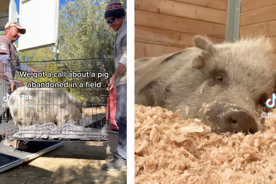 Die Organisation "The Gentle Barn" rettete das Hausschwein in Kalifornien.