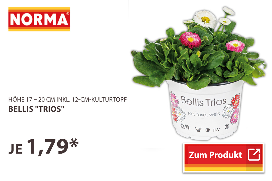 Bellis "Trios"