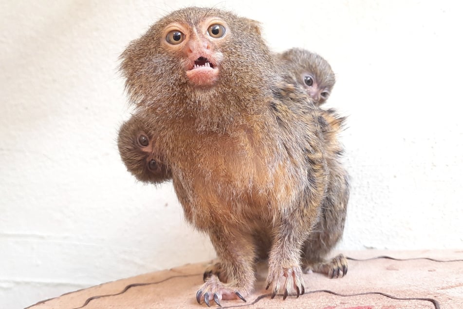 Die Babys klammern sich nach der Geburt auf dem Rücken der Mutter fest.