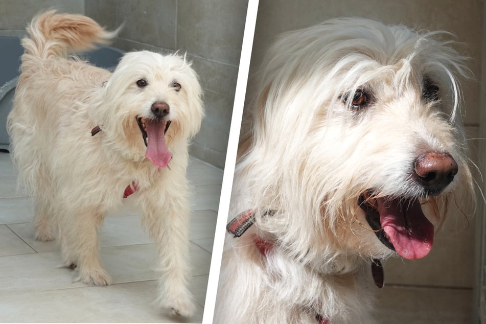 Wer will sie aufnehmen?