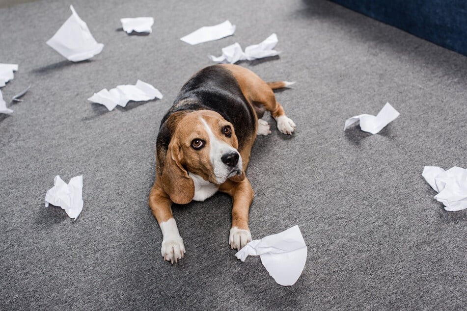 Nicht jeder Hund ist zum Bürohund geboren. Extrem lebhafte oder aggressive Tiere könnten für reichlich Ärger bei der Arbeit sorgen.