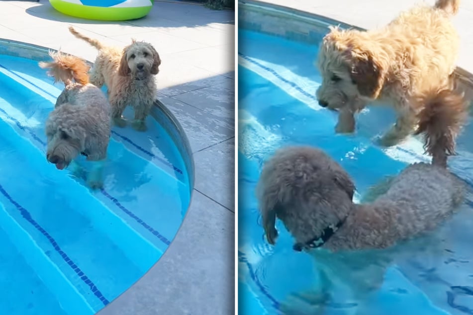 Isla (à l'avant) ouvre la voie et montre à Luna comment ça se passe dans la piscine.