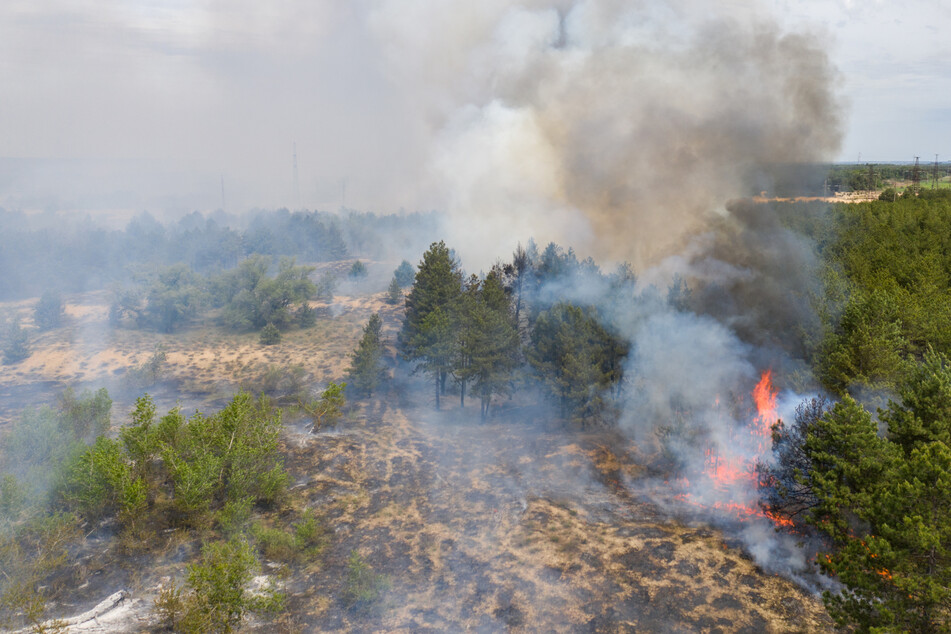 Wetterexperten schlagen Alarm: Waldbrandgefahr im ganzen Südwesten
