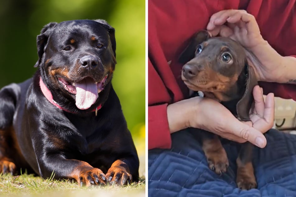 Rottweiler und Dackel zeugen Nachwuchs: So sieht der seltene Mix aus