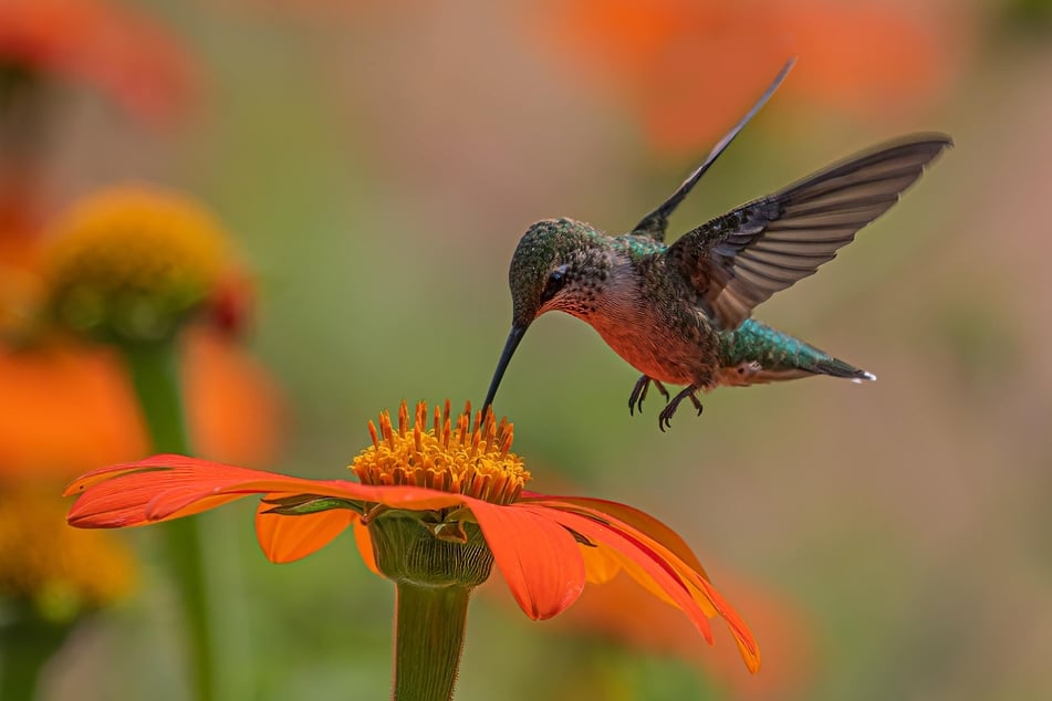 Sieht gar nicht so gefräßig aus: Der Kolibri gehört zu den Tieren, die extrem viel fressen.