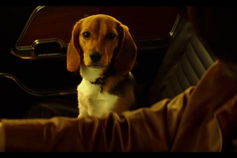 Daisy im Trailer von John Wick (2014).