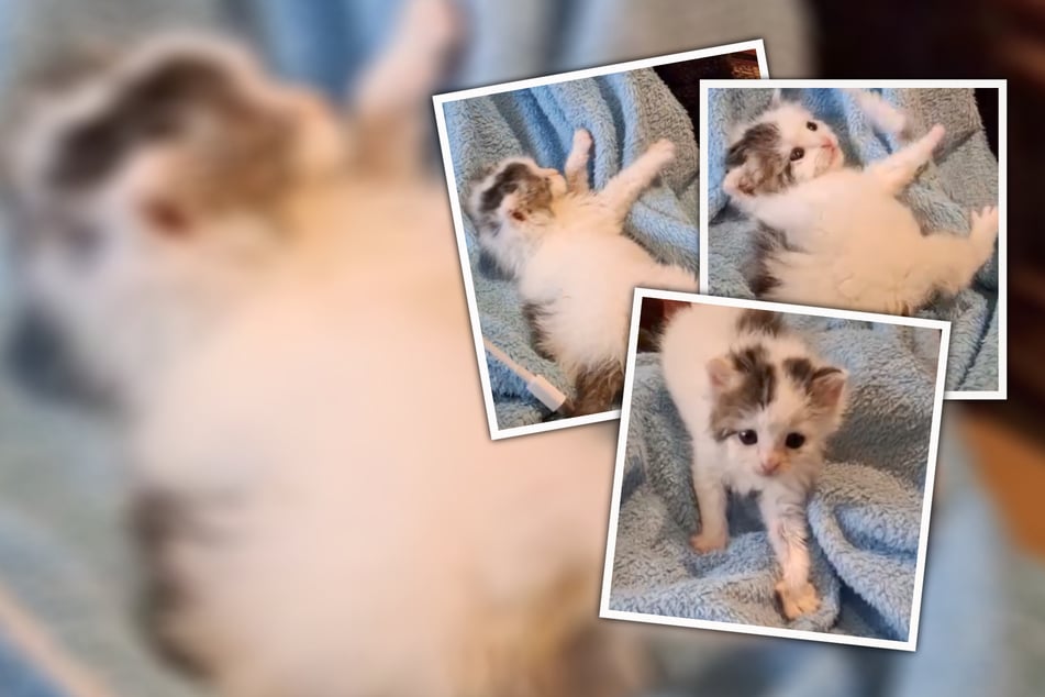 Dulce y torpe: “Pequeña Cangreja” busca bipedes para acurrucarse