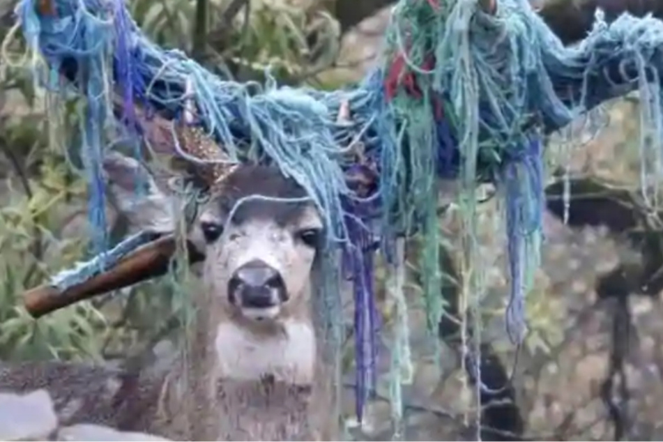 The poor deer had a colorful hammock stuck to its antlers for nearly six months.