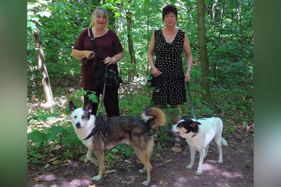 Sie spazierten kurz nach Bändigung des Feuers durch das betroffene Waldstück: die Freundinnen Bärbel Sonntag (67, l.) und Heike Ullmann (52) mit ihren Hunden.
