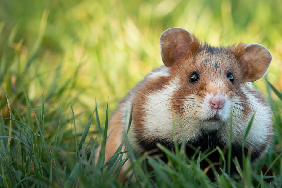 Hamster beißt Neunjährige, plötzlich schwebt sie in Lebensgefahr