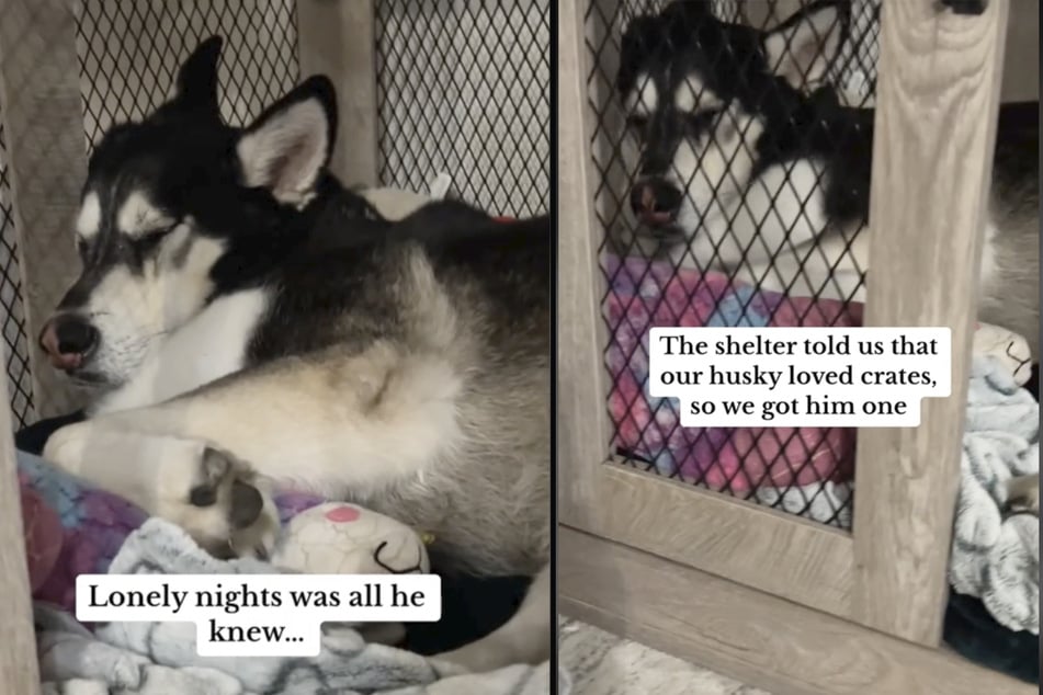 Tierheim-Hund Milo liebt es, in einem Käfig zu schlafen.