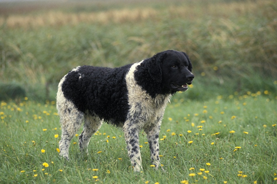 Frisian water dogs are remarkably elegant swimmers.