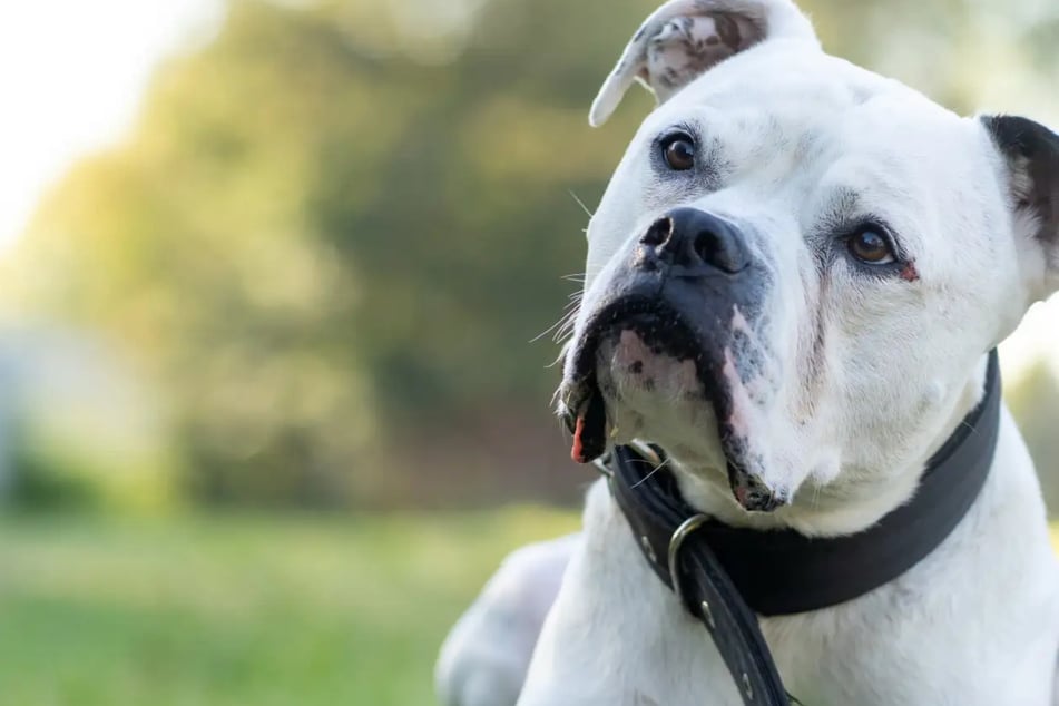 Fundhund Potter hat seinen eigenen Kopf: Wer gibt dem American-Pitbull-Terrier-Bulldoggen-Mischling eine Chance?