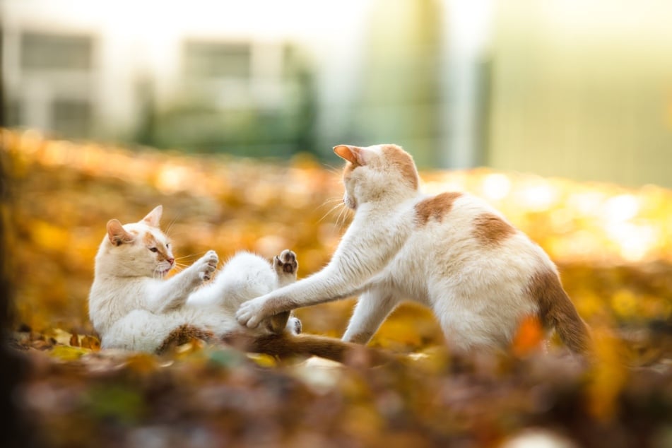 Eine Katze rollt sich auf dem Boden, wenn sie bei einem Revierkampf zeigen möchte, dass sie unterlegen ist.