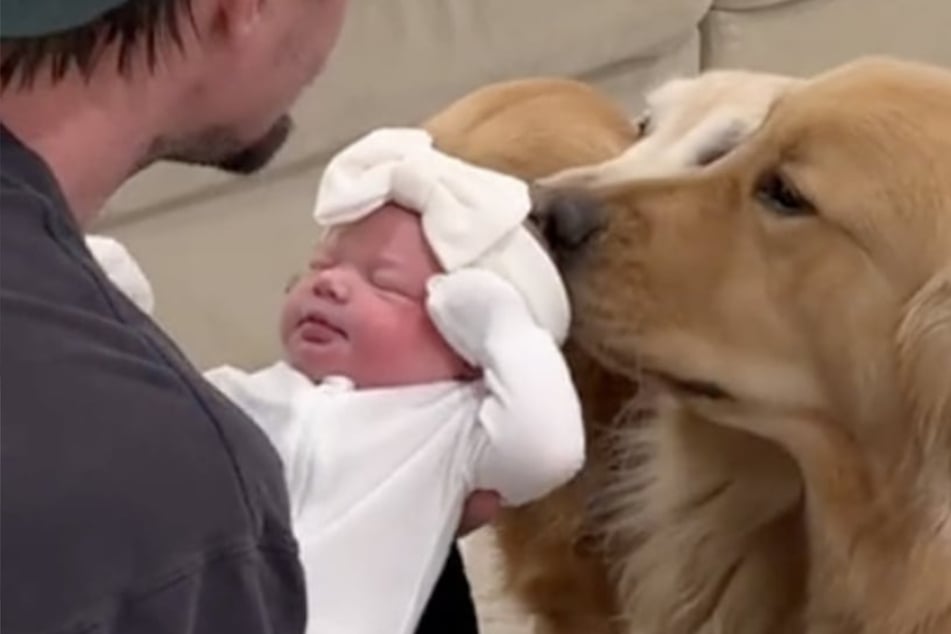 Sweet dogs meet their baby sister for the first time in heartwarming footage