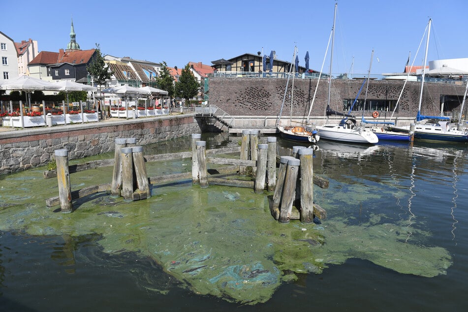 Giftige Gefahr: Algenteppiche schwimmen im Hafen von Stralsund an der Ostseeküste.