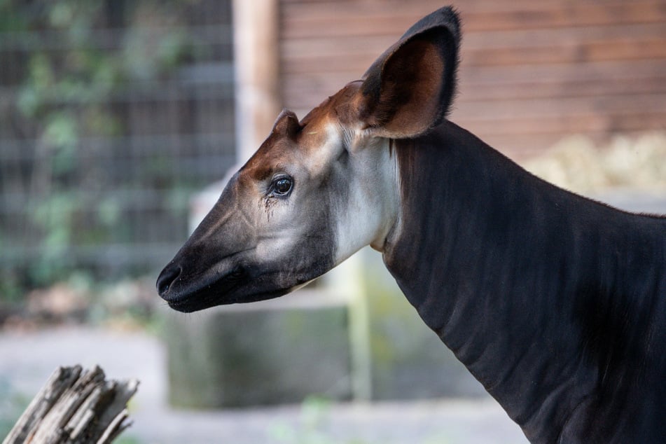 Okapis fallen durch ihren giraffenartigen Hals und schwarz-weiß gestreifte Beine auf.