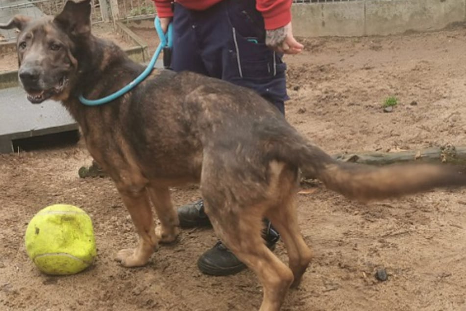 Schäferhund-Mix Rex hatte vor seiner Ankunft im Frankfurter Tierheim keine wirklich gute Zeit.