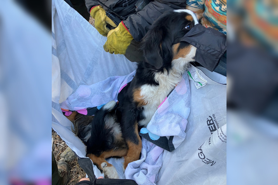 This poor pooch was carried down a mountain after two hikers found her lost in the woods.