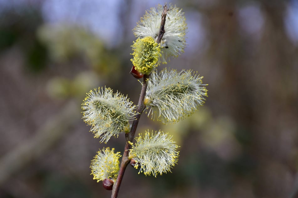 Finger weg! Die Zweige der Saalweide, landläufig auch Weidenkätzchen genannt, stehen unter strengem Naturschutz.