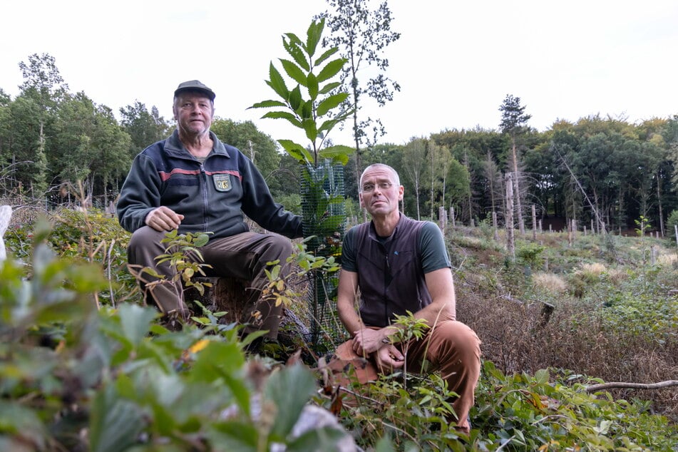 Jörg Weisbrich (58, l.) und Andreas Streich (51) an einer jungen Kastanie im Naturverjüngungsareal vom Sechsruthenwald.