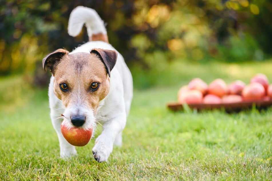 Mit Äpfeln lässt es sich hervorragend spielen. Hundehalter sollten stets aufpassen, dass der Vierbeiner dabei keine Kerne verschluckt.