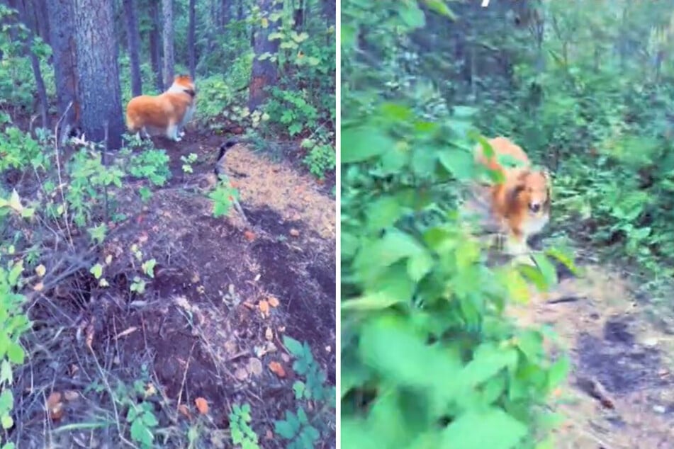 A dog named Emma was running through the forests of Alberta, Canada, with her owner when a pack of coyotes suddenly started howling.