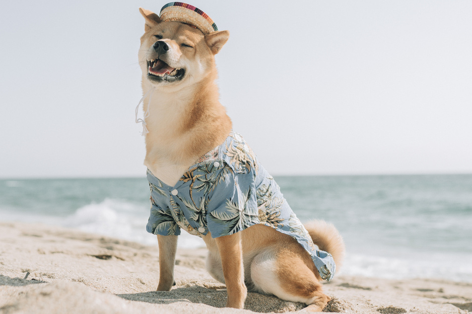 The Shiba Inu is a medium-sized long-lived dog.