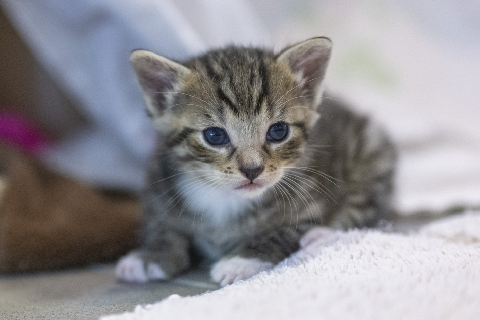 Besonders Kitten, die auf der Straße geboren werden, haben es schwer.