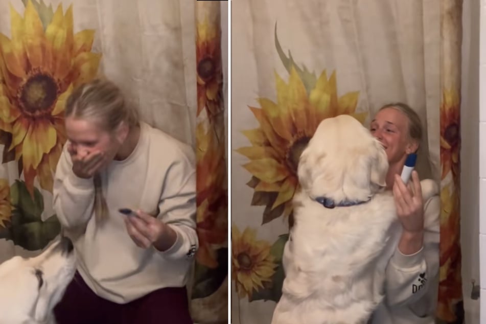 Als der Text positiv ausfällt, reagiert der Golden Retriever sehr erfreut.