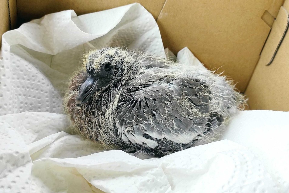 Die Wildvogelhilfe Leipzig will wegen eines zerstörten Ringeltauben-Nests Anzeige erstatten.