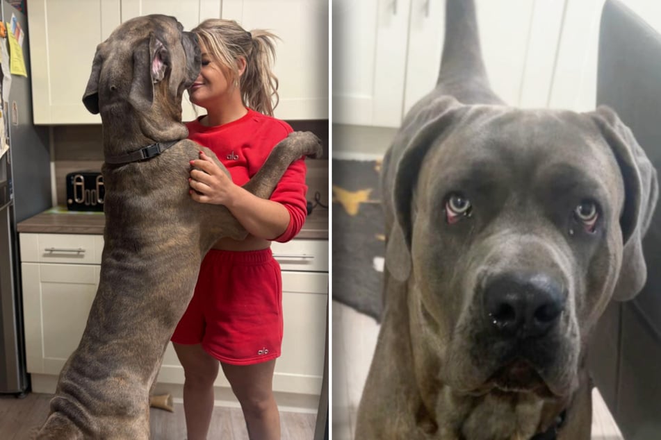 Überraschung! Nico entpuppte sich nach einigen Monaten als waschechter Cane Corso. Frauchen Aliyah liebt ihn aber trotzdem.