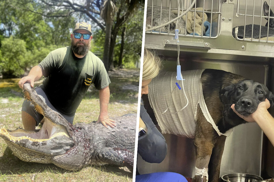 K-9 dog snatched by giant gator in Florida – then his owner stepped in!