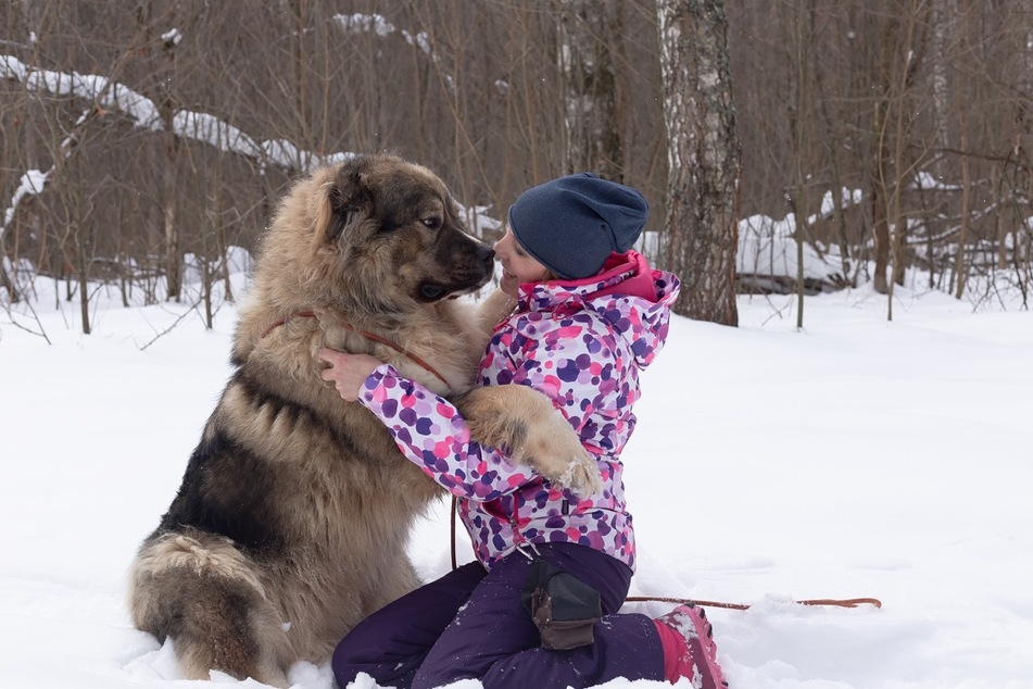 The Caucasian Shepherd Dog is funny-looking, but ridiculously friendly and full of character!