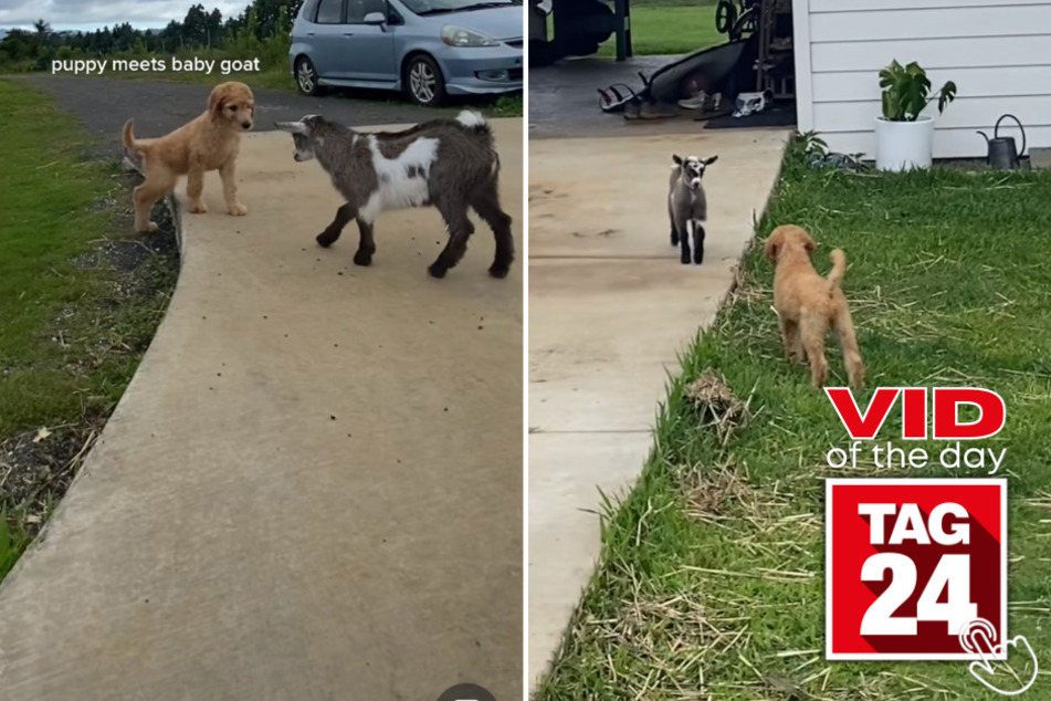 Today's Viral Video of the Day features an adorable encounter between a baby goat and a puppy on TikTok!