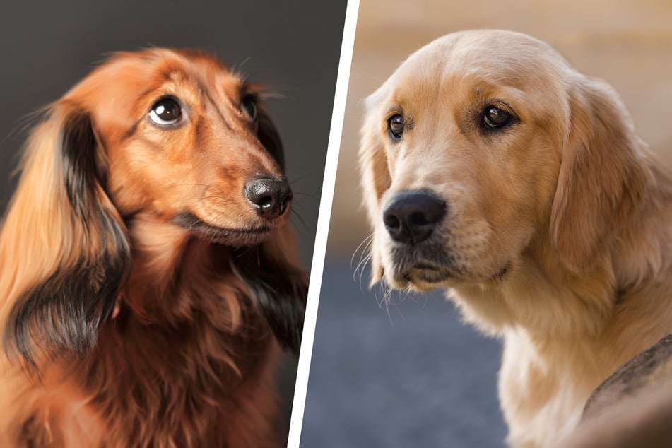 Dachshund and best sale golden retriever