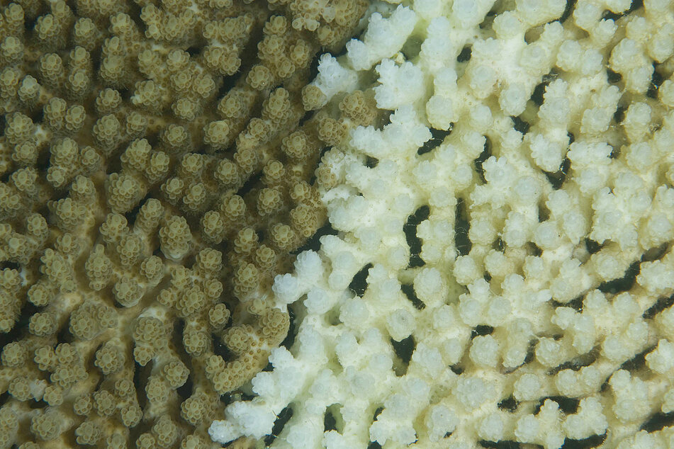 Healthy coral (l.) in the Great Barrier Reef is turning into damaged and bleached coral.