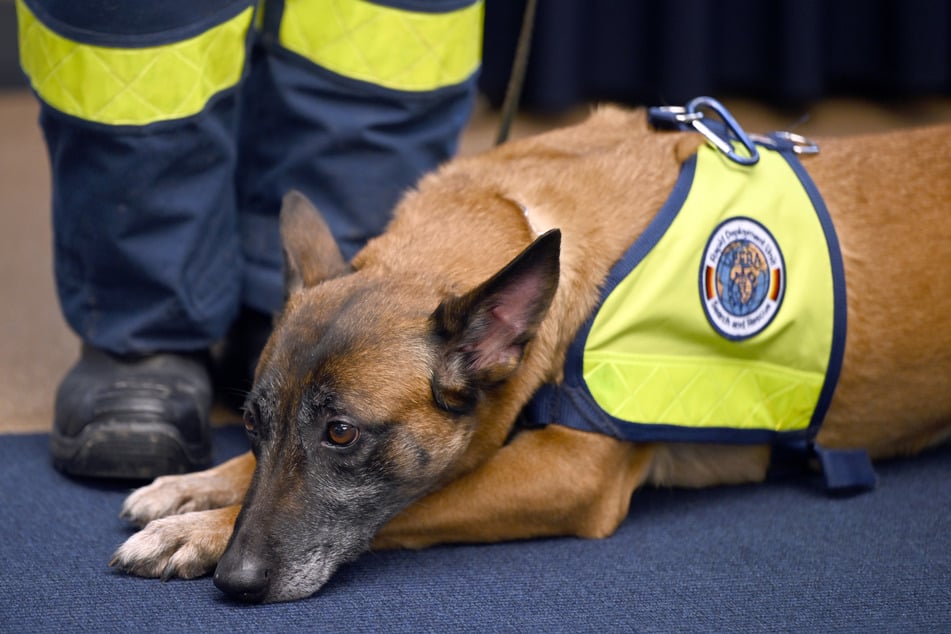 Rettungshund Kaskia liegt am Rande einer Pressekonferenz auf dem Boden. Um den Opfern der schweren Erdbeben in der Türkei zu helfen, machen sich Rettungskräfte des THW (Technisches Hilfswerk) auf den Weg in das Krisengebiet.