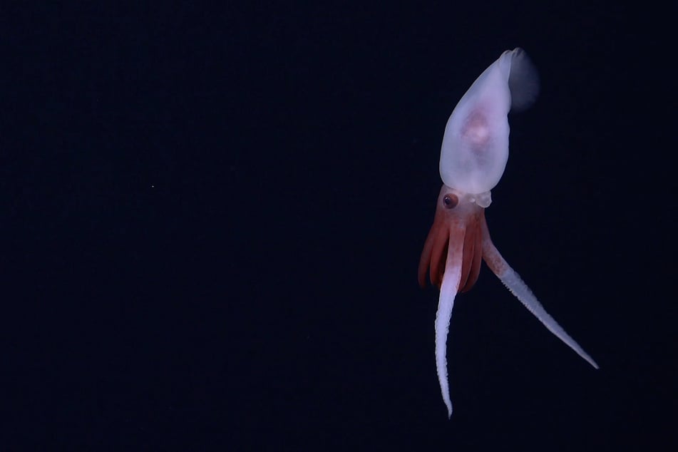 Seltene Aufnahme eines Promachoteuthis-Kalmar an einem Unterwasser-Gebirgszug vor der Küste Chiles.